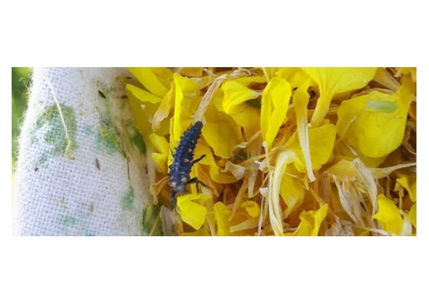 Best Pest Control Brisbane - 3/4