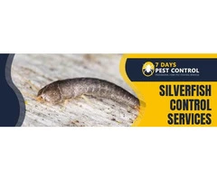 Silverfish Control Brisbane