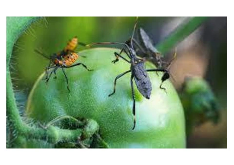 Local Pest Control Brisbane - 4/4
