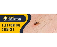 Flea Control Brisbane