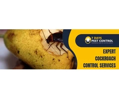 Cockroach Control Brisbane
