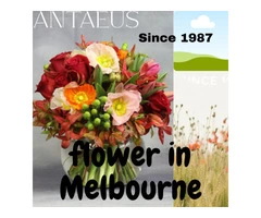 The Best Stop Shop of Flowers in Melbourne - Antaeus Flowers