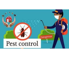 Cockroach Control Sunshine Coast