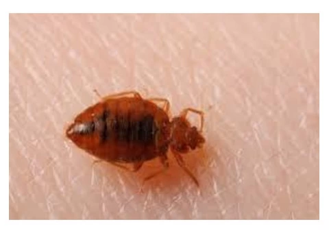 Bed Bugs Control Sunshine Coast