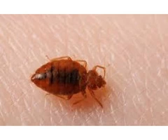 Bed Bugs Control Sunshine Coast