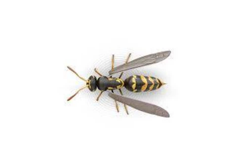 Wasp Removal Sunshine Coast