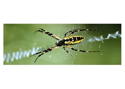 Spider Control Sunshine Coast