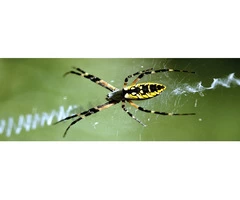 Spider Control Sunshine Coast