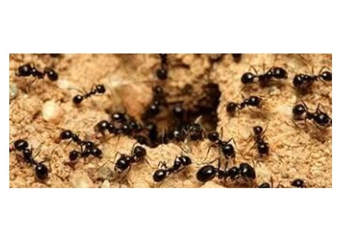 Ant Control Sunshine Coast