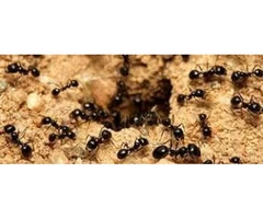 Ant Control Sunshine Coast