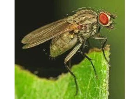 Flies Control Sunshine Coast