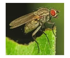 Flies Control Sunshine Coast