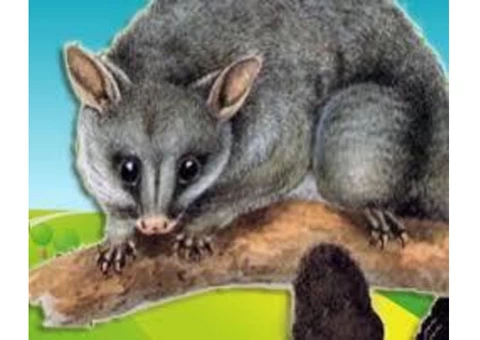 Possum Removal Sunshine Coast