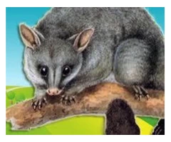 Possum Removal Sunshine Coast