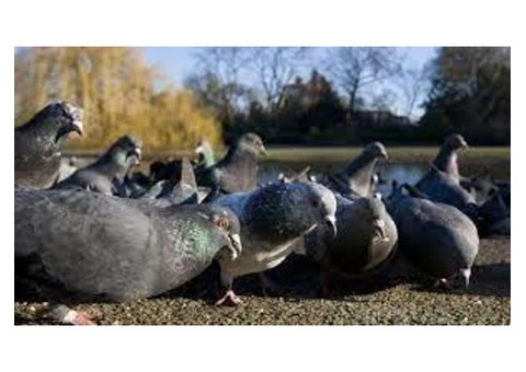 Bird Control Sunshine Coast