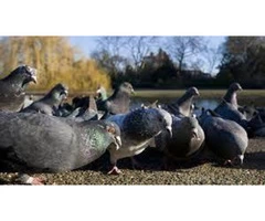 Bird Control Sunshine Coast