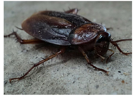 Flatlinepest Control - Cockroaches Control