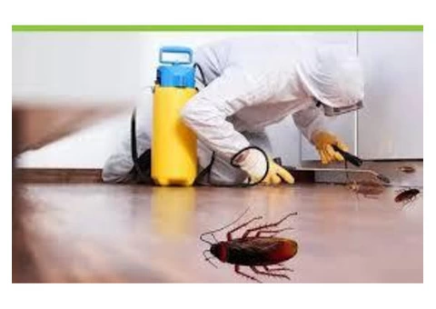 Cockroach Control Moreton Bay