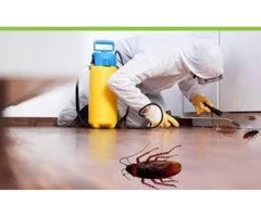 Cockroach Control Moreton Bay