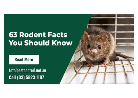 63 Rodent Facts You Should Know – Coming Straight from rodent removal Shepparton Experts - 3/3