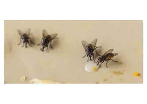 Flies Control Moreton Bay