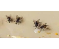 Flies Control Moreton Bay