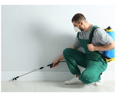 Pest Control In Aireys Inlet | Alpha Pest Control Aireys Inlet