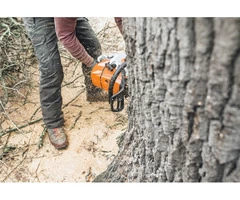 Reliable Tree Stump and Root Removal in Clayton - Stump Removal Malvern