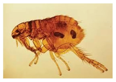 Flea Control Redland