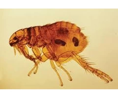 Flea Control Redland