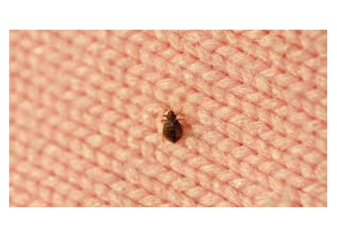 Bedbugs Control Redland