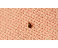 Bedbugs Control Redland
