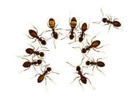 Ant Control Redland