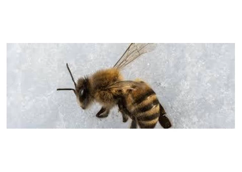 Bees Control Redland