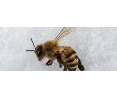 Bees Control Redland