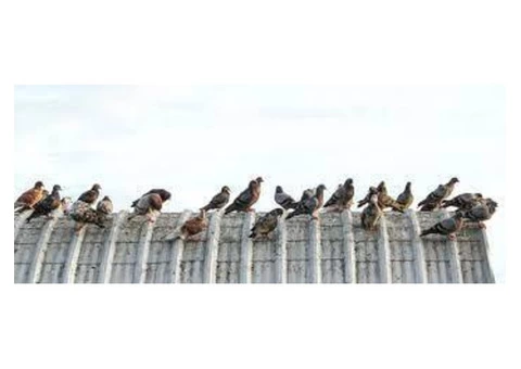 Bird Control Redland