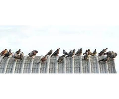 Bird Control Redland