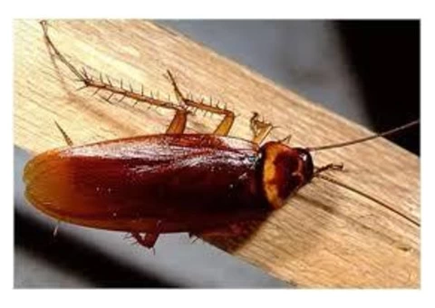 Cockroach Control Logan