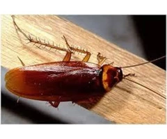 Cockroach Control Logan