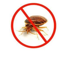 Bedbugs Control Logan