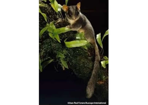 Possum Removal Logan