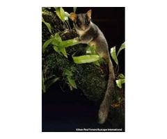 Possum Removal Logan