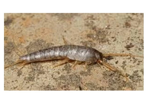 Silverfish Control Ipswich