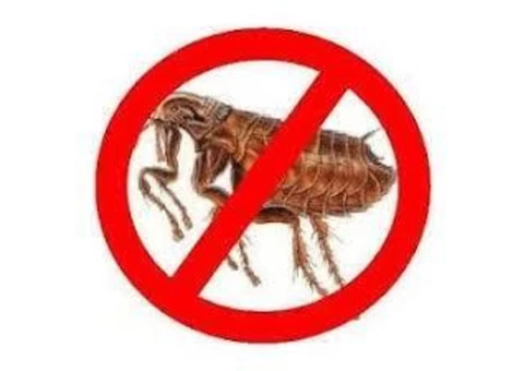 Flea Control Ipswich
