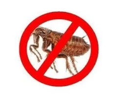 Flea Control Ipswich