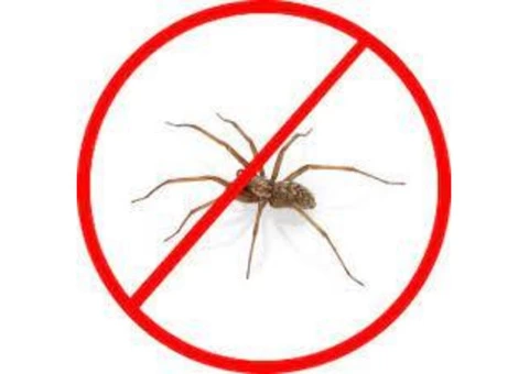 Spider Control Ipswich