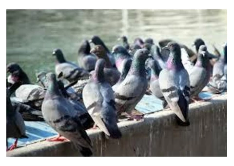 Bird Control Ipswich