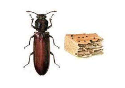 Borer Control Gold Coast