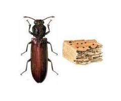 Borer Control Gold Coast