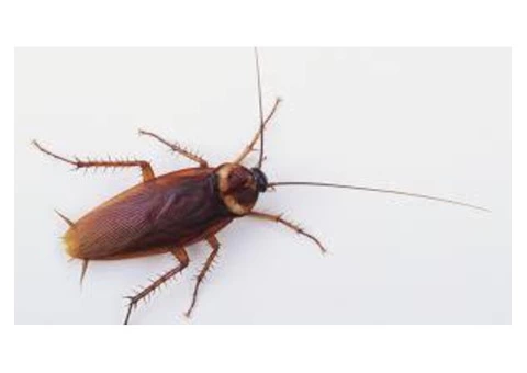 Cockroach Control Toowoomba